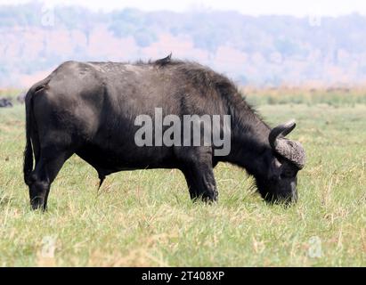 Bufalo del Capo, bufalo africano, Kaffernbüffel, buffer d'Afrique, Syncerus caffer caffer, kafferbivaly, Parco Nazionale Chobe, Botswana, Africa Foto Stock