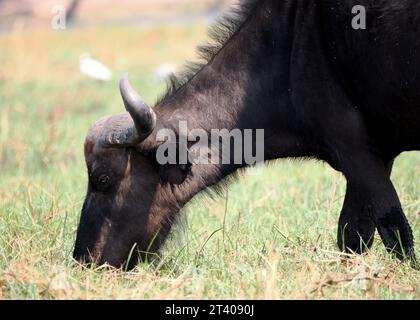 Bufalo del Capo, bufalo africano, Kaffernbüffel, buffer d'Afrique, Syncerus caffer caffer, kafferbivaly, Parco Nazionale Chobe, Botswana, Africa Foto Stock