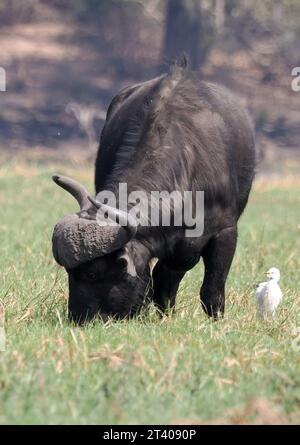 Bufalo del Capo, bufalo africano, Kaffernbüffel, buffer d'Afrique, Syncerus caffer caffer, kafferbivaly, Parco Nazionale Chobe, Botswana, Africa Foto Stock