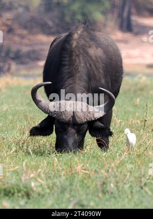 Bufalo del Capo, bufalo africano, Kaffernbüffel, buffer d'Afrique, Syncerus caffer caffer, kafferbivaly, Parco Nazionale Chobe, Botswana, Africa Foto Stock