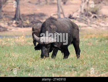 Bufalo del Capo, bufalo africano, Kaffernbüffel, buffer d'Afrique, Syncerus caffer caffer, kafferbivaly, Parco Nazionale Chobe, Botswana, Africa Foto Stock