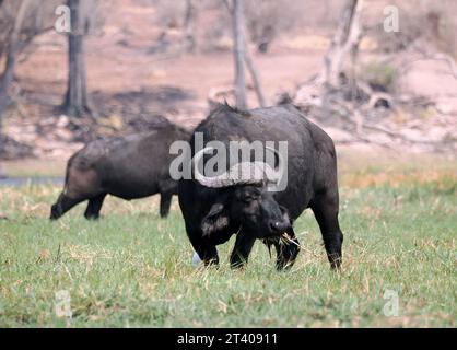 Bufalo del Capo, bufalo africano, Kaffernbüffel, buffer d'Afrique, Syncerus caffer caffer, kafferbivaly, Parco Nazionale Chobe, Botswana, Africa Foto Stock