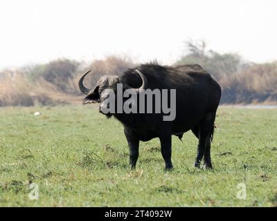 Bufalo del Capo, bufalo africano, Kaffernbüffel, buffer d'Afrique, Syncerus caffer caffer, kafferbivaly, Parco Nazionale Chobe, Botswana, Africa Foto Stock