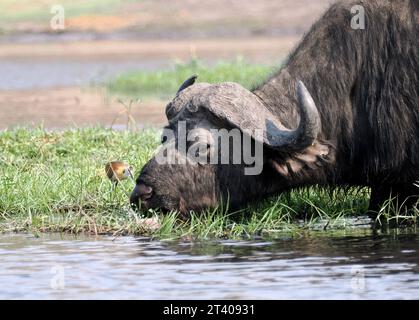 Bufalo del Capo, bufalo africano, Kaffernbüffel, buffer d'Afrique, Syncerus caffer caffer, kafferbivaly, Parco Nazionale Chobe, Botswana, Africa Foto Stock