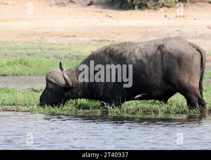 Bufalo del Capo, bufalo africano, Kaffernbüffel, buffer d'Afrique, Syncerus caffer caffer, kafferbivaly, Parco Nazionale Chobe, Botswana, Africa Foto Stock