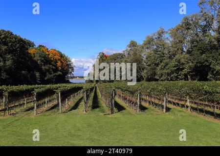 Cantina Harmony Vineyards Head of the Harbor Long Island NY Foto Stock