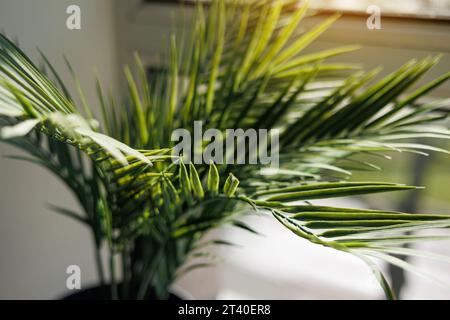 Vicino alla finestra con la luce del sole nell'interno del soggiorno, vicino alle fresche foglie sempreverdi di areca o di palma kentia. Messa a fuoco selettiva. Concep Foto Stock