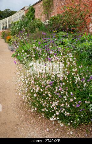 Gaura Lindheimeri nel Paradise Garden a RHS Bridgewater, Worsley, Manchester, Inghilterra. Foto Stock