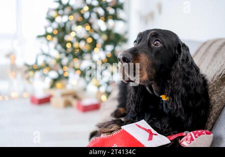 Carino cane da cucina nel periodo natalizio sdraiato sul divano con l'albero delle feste e le luci di Natale sullo sfondo. Cucciolo per le vacanze di Capodanno a casa Foto Stock