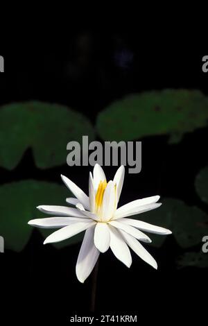 Fiori, giglio di acqua Foto Stock