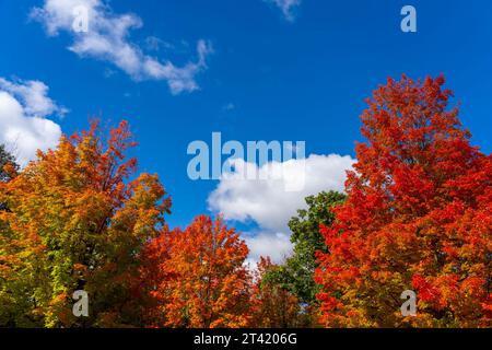 Alberi di acero autunnali colorati con cielo blu e nuvole bianche sullo sfondo. Spazio di testo Foto Stock
