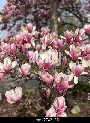 Immagine ravvicinata ad alta risoluzione di una vegetazione lussureggiante con una vivace esposizione di fiori su un albero in fiore, su uno sfondo luminoso all'aperto Foto Stock