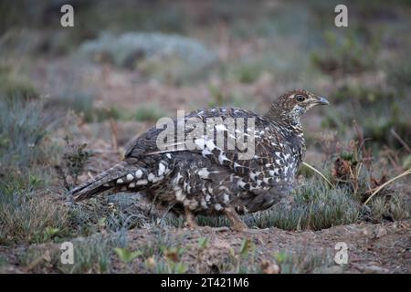Una fresca mattinata d'estate sulle montagne dell'Hurricane Ridge all'Olympic National Park una femmina adulta Sooty Grouse cammina lungo la collina. Foto Stock
