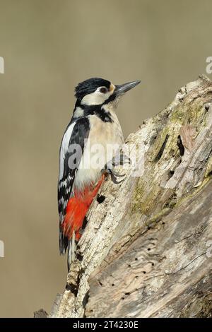 Grande picchio maculato (Dendrocopos maggiore), femmina, seduta attenta su deadwood, Wilden, Renania settentrionale-Vestfalia, Germania Foto Stock