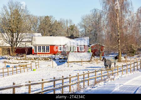 Paddock con i cavalli in una casa residenziale nel paese con la neve in inverno, Svezia Foto Stock