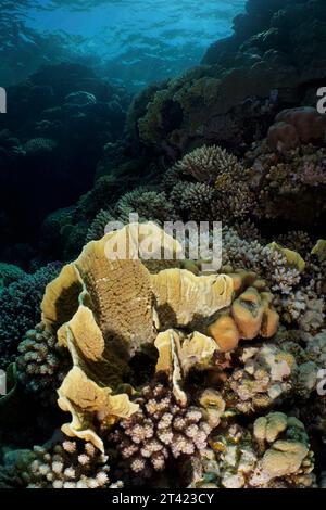 Lama di corallo (Millepora platyphylla), sito di immersione House Reef, Mangrove Bay, El Quesir, Mar Rosso, Egitto Foto Stock