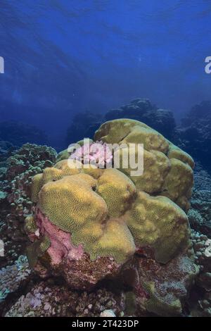 Rough Brain Coral (Platygyra daedalea), sito di immersione della barriera corallina di Sataya, Mar Rosso, Egitto Foto Stock