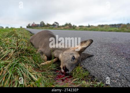 Carcassa di un cervo che giace su una strada di campagna, incidente di gioco, Mar Baltico isola di Mon, Danimarca, Europa Foto Stock