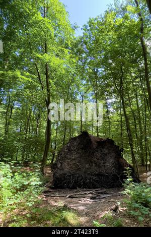 Vista delle radici lacerate esposte dell'albero caduto con tempesta rovesciato con un sistema di radici poco profonde le radici degli alberi corte si trovano nella foresta mista, in Germania Foto Stock