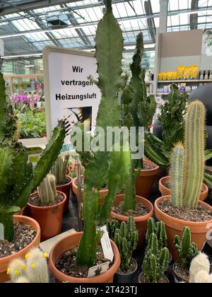 In primo piano diversi cactus (Cactaceae) cactus al coperto nella luminosa sala del commercio fioraio di piante fiori forniture da giardino, dietro Foto Stock