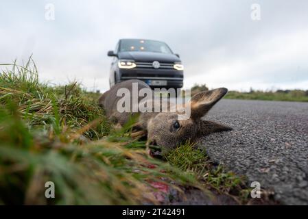 Carcassa di un cervo che giace su una strada di campagna, incidente di gioco, Mar Baltico isola di Mon, Danimarca Foto Stock