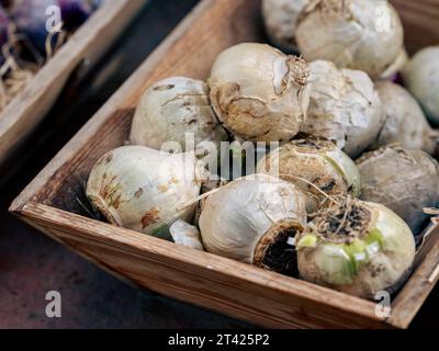Una gamma di prodotti freschi è esposta in vendita in un vivace mercato all'aperto Foto Stock