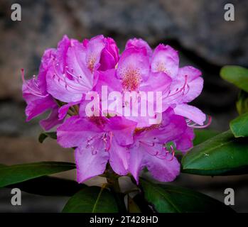 fiori di rododendro viola rosa su uno sfondo grigio sfocato Foto Stock