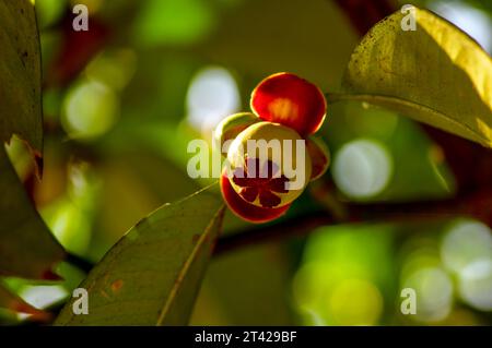 Un giovane frutto di mangostano, Manggis, (Garcinia mangostana L.), sul suo albero. Foto Stock