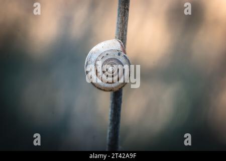 Una foto ravvicinata di una lumaca arroccata su un filo sottile in una lussureggiante foresta, che mette in evidenza la bellezza naturale e le meraviglie dell'ambiente Foto Stock