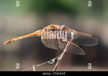 Un primo piano di una libellula marrone e nera arroccata su un sottile ramo di albero Foto Stock