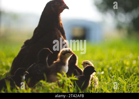 Una famiglia di polli sorge in un prato lussureggiante vicino a un granaio rustico Foto Stock