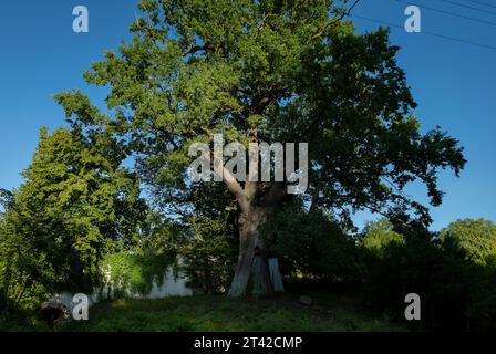 Un albero maturo sullo sfondo di colline ondulate e linee elettriche Foto Stock