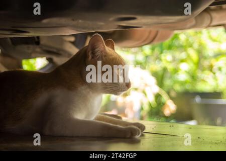 I gatti randagi si rilassano sotto le auto per ripararsi dagli attacchi di persone e altri animali, concetto del National Feral Cat Day Foto Stock