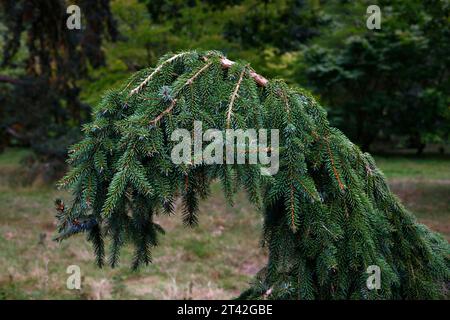 Primo piano del ramo piangente della conifera di abete rosso da giardino Picea omorika Pendula. Foto Stock