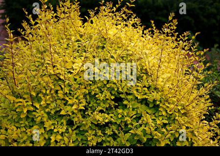 Primo piano delle fitte foglie gialle lucide del perenne arbusto da giardino ligustrum undulatum limone lime e tagliapunti. Foto Stock