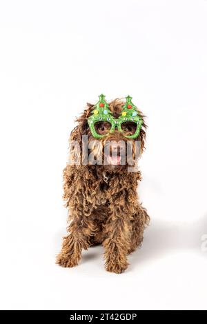 Cane che indossa gli occhiali superiori dell'albero di Natale. Foto Stock