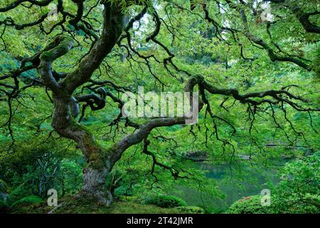 Una vista panoramica di un giardino giapponese in piena fioritura Foto Stock