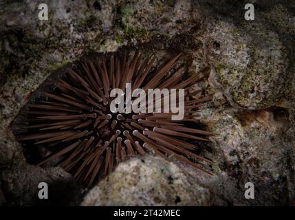 Un riccio scavato (Echinometra mathaei) su un fondale roccioso nel suo habitat naturale Foto Stock