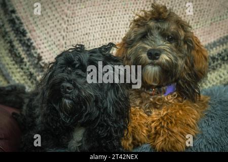 Due compagni canini sono riuniti insieme su un morbido divano Foto Stock