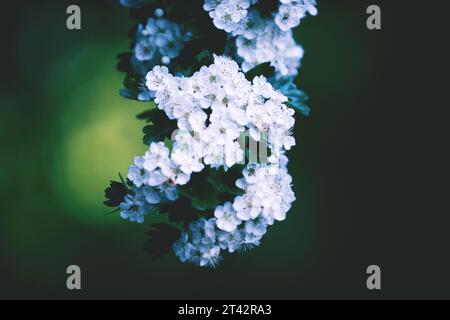 White Flowers, Prunus Spinosa, sul ramo dell'albero, primo piano, dettagli, fiori delicati Foto Stock