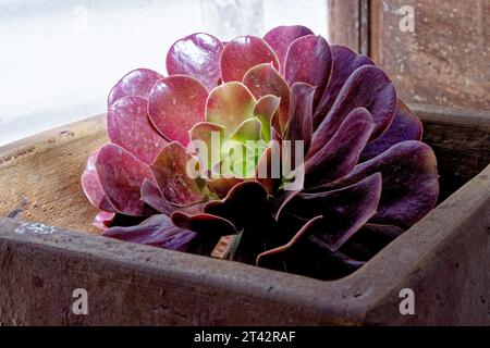 Eonium - nome comune albero di Rosa viola nome latino Aeonium Arboreum Atropurpureum - Isole Canarie, Fuerteventura, Spagna Foto Stock