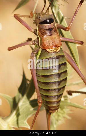 Primo piano verticale naturale sul grande Bush-Cricket occidentale del Mediterraneo, Ephippiger diurnus su legno Foto Stock