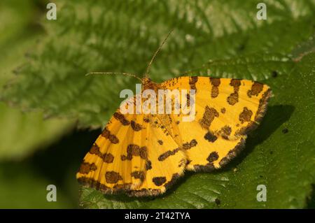 Primo piano naturale sulla splendida falena geometrica della pantera gialla Specled, Pseudopanthera macularia seduta con ali sparse Foto Stock