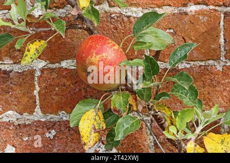 Mela, Malus domestica "Cox's Orange Pippin" Foto Stock