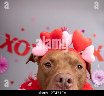 Primo piano Ritratto di un cane misto dello staffordshire Bull terrier seduto di fronte a uno striscione festivo Foto Stock