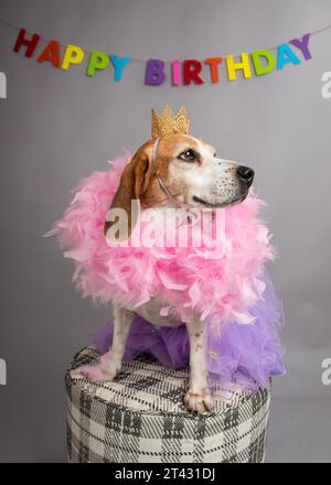 Ritratto di un cane beagle che indossa una corona, tutu e boa di piume seduto su uno sgabello Foto Stock
