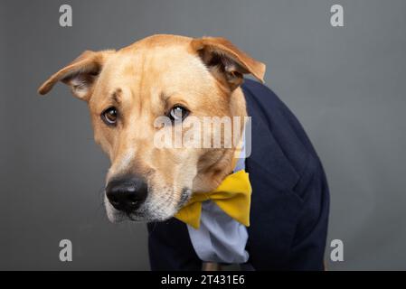 Ritratto di un ansioso labrador retriever che mescola un cane vestito con camicia, cravatta e giacca Foto Stock