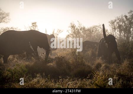 Primi piani con elefante africano nel Kruger National Park, Sudafrica Foto Stock