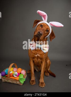 Cane Red Fox Labrador Retriever con orecchie di coniglio pasquale e cravatta di prua seduto accanto a un cestino pieno di uova di Pasqua dipinte e carote Foto Stock