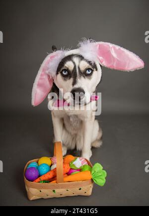 Triste cane husky siberiano con orecchie di coniglio pasquale seduto accanto a un cestino pieno di uova di Pasqua dipinte e carote Foto Stock